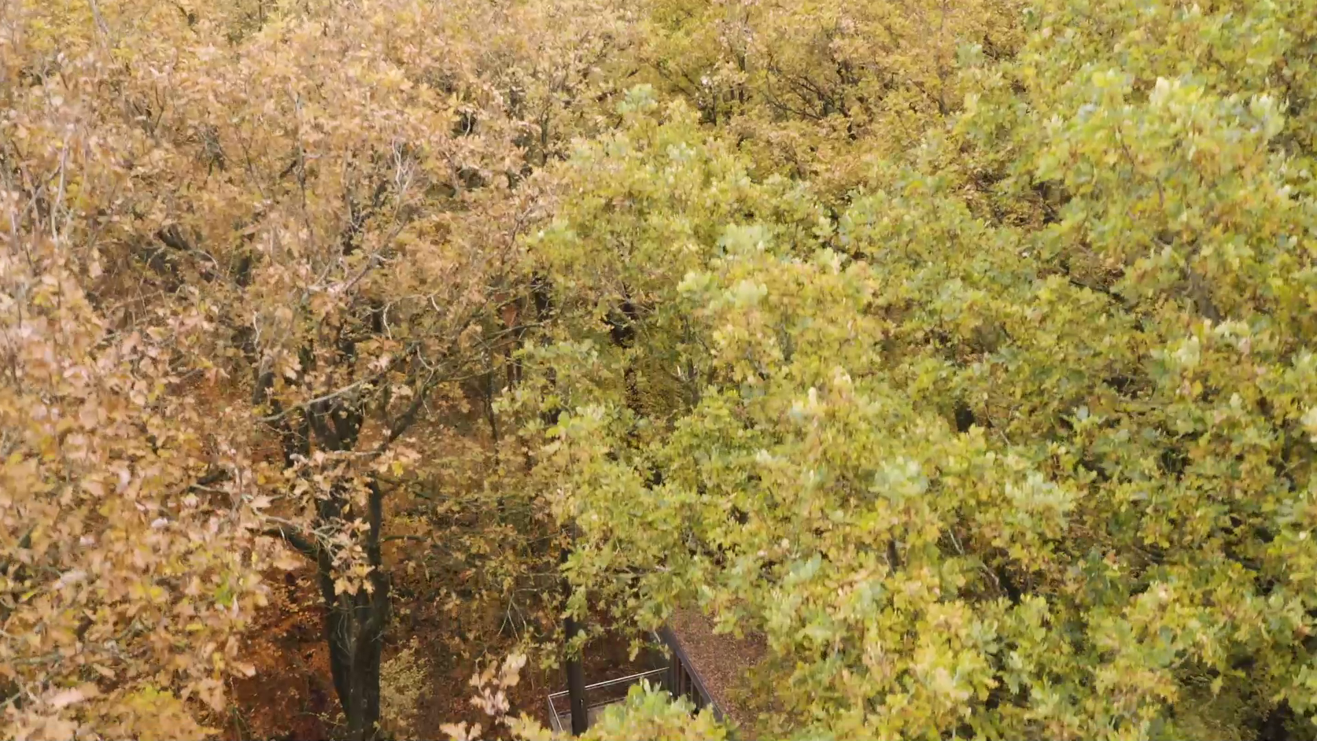 "Resort Baumgeflüster: Verborgenes Baumhaus-Paradies in Bad Zwischenahn"