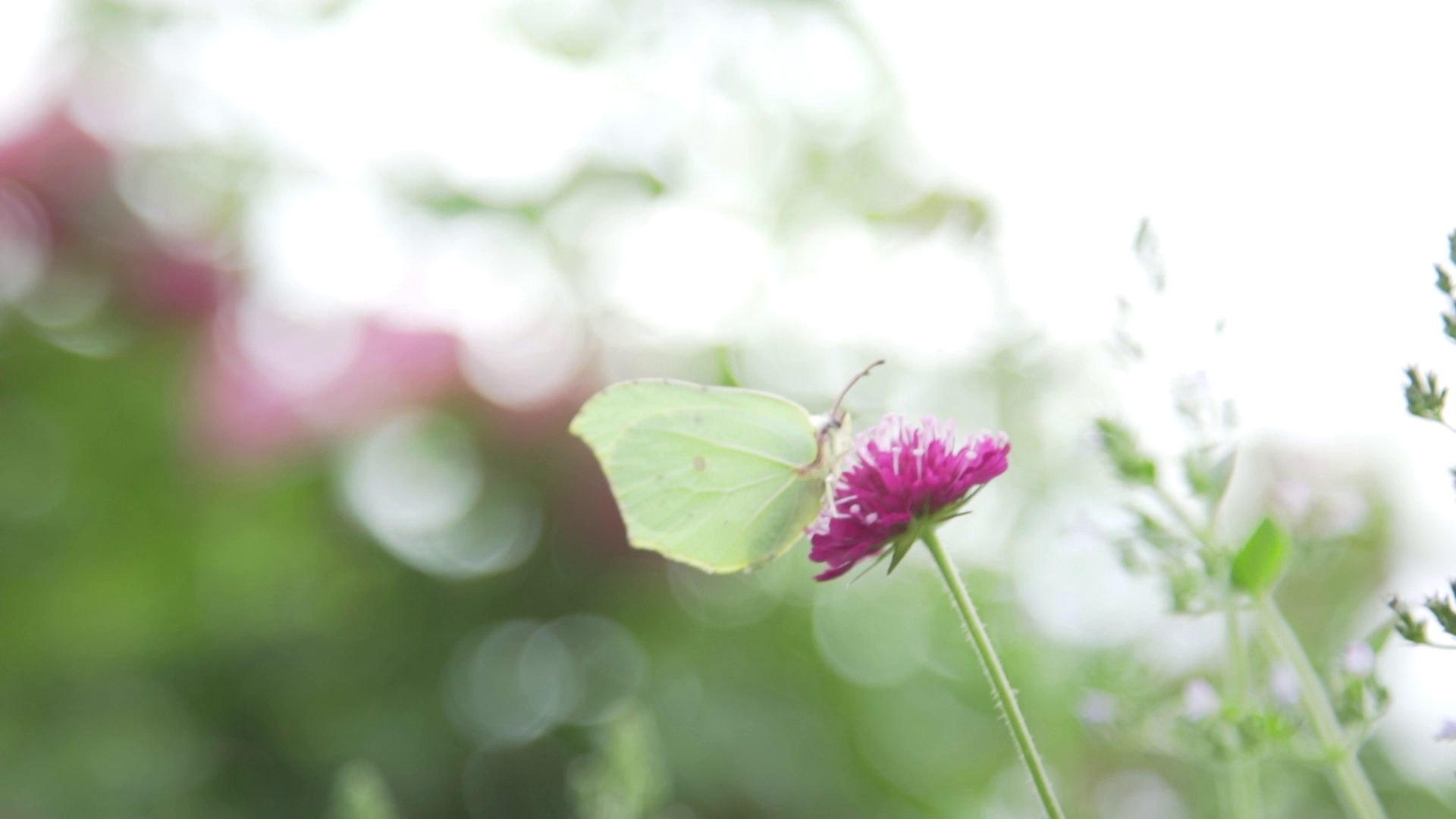 "Fauna und Flora GmbH: Ihr Experte für Pflanzen und Tiere in Breiholz"